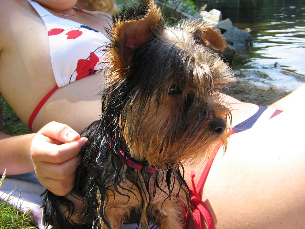 dvě zmoklé slepice.jpg